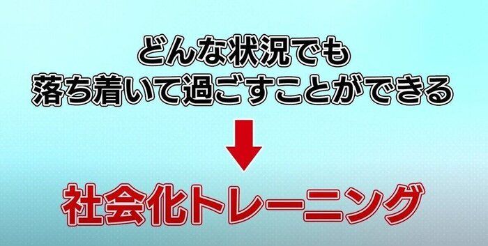 犬の防災対策