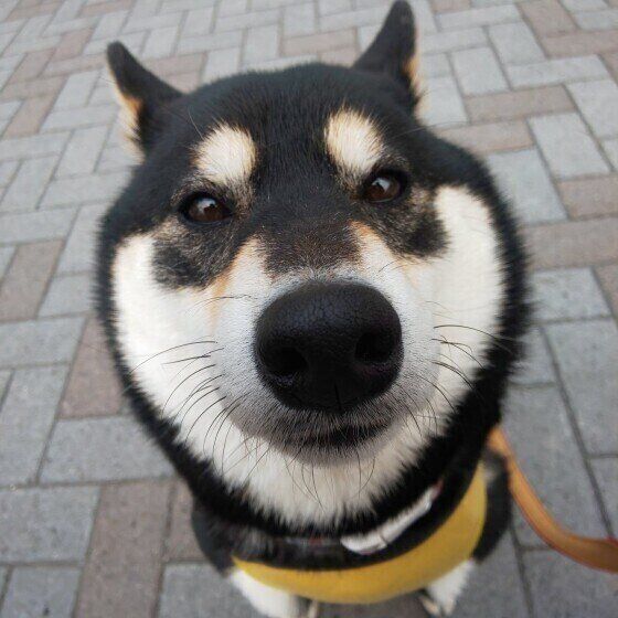 犬の鼻血の原因と対処法、鼻の穴にティッシュを詰めるのはNG! いぬのきもち