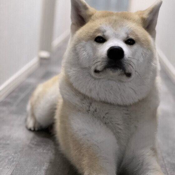 換毛期の秋田犬