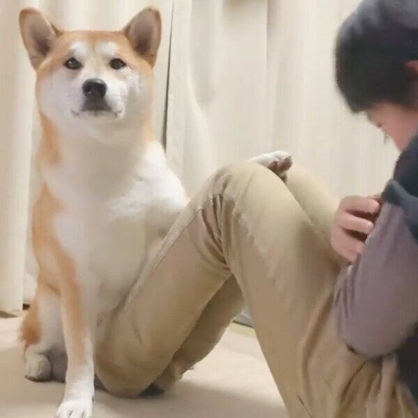 腹筋をサポートするめんまくん