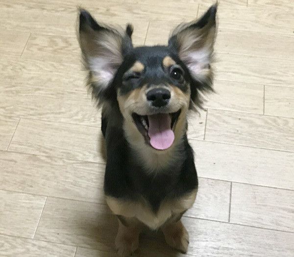 見つめる犬