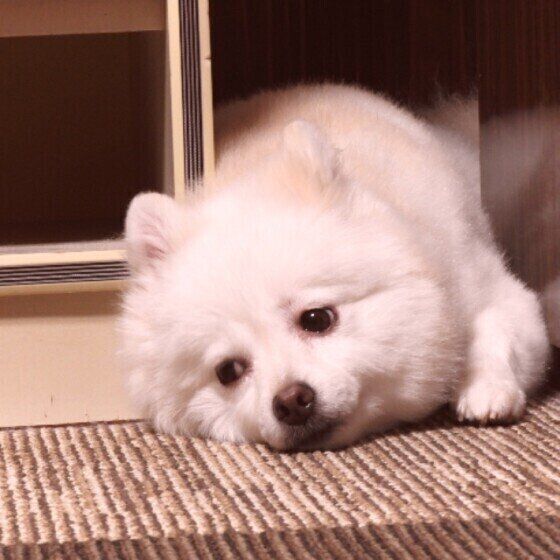 退屈そうな犬