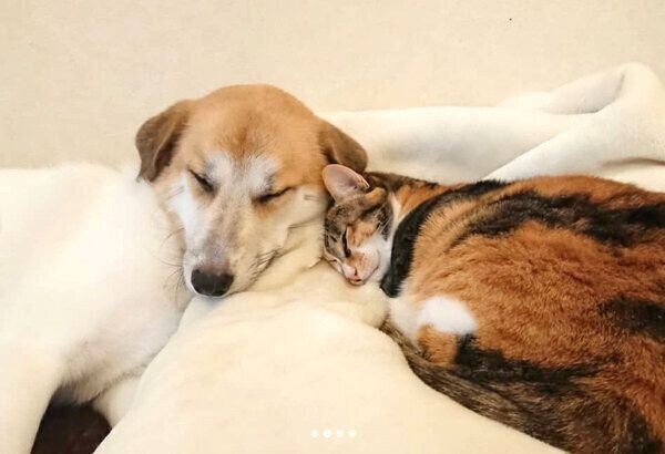 くっついて眠るコロちゃんとチコちゃん