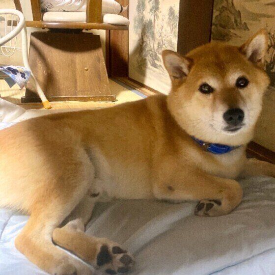 見つめる柴犬
