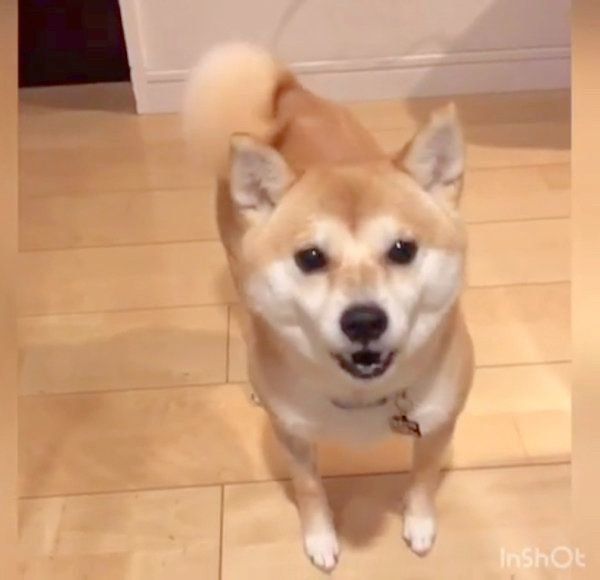 おやつが欲しくて文句を言う柴犬