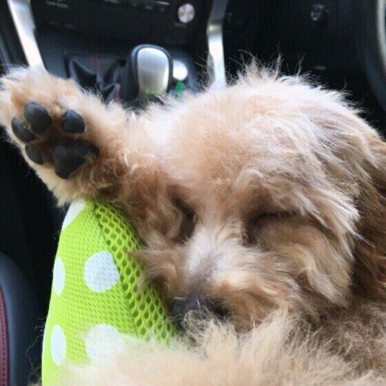 トイ・プードルのらむちゃん