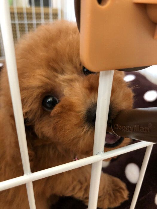 水を飲む犬
