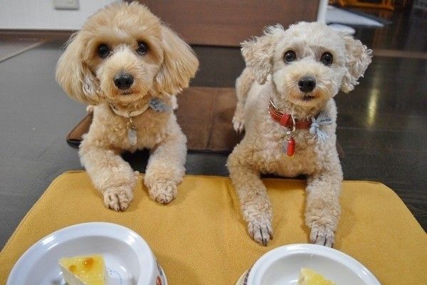 仲良くケーキを前に待てをする、あんずちゃんとむぎちゃん