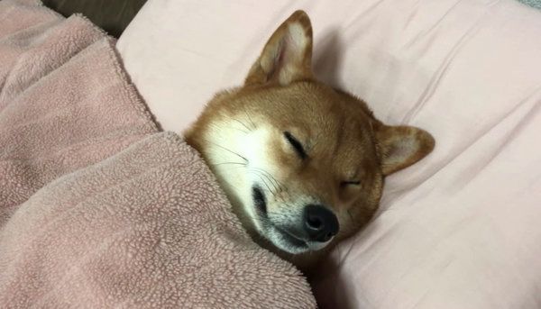 布団で人間のように寝る柴犬