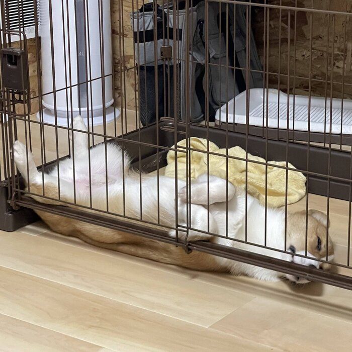 ヘソ天のパターンもあるようです