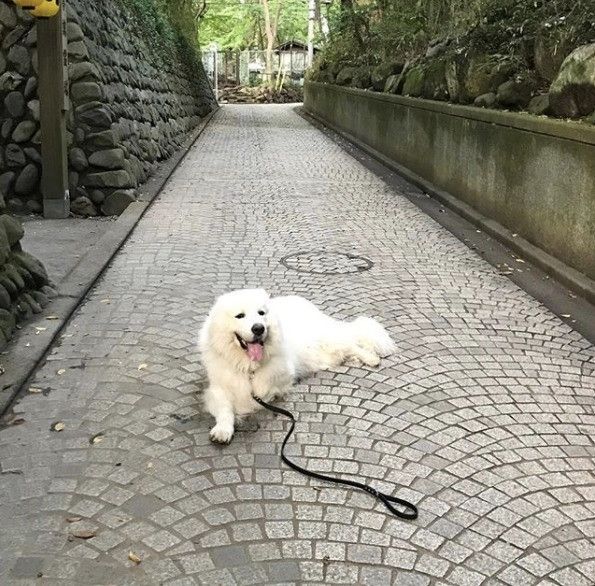 散歩に疲れたのかな?