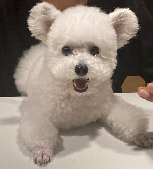 パーッと明るい笑顔を見せるくるるくん