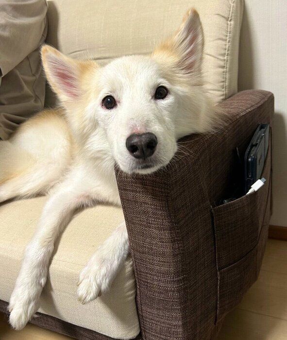 まったりするシベちゃん