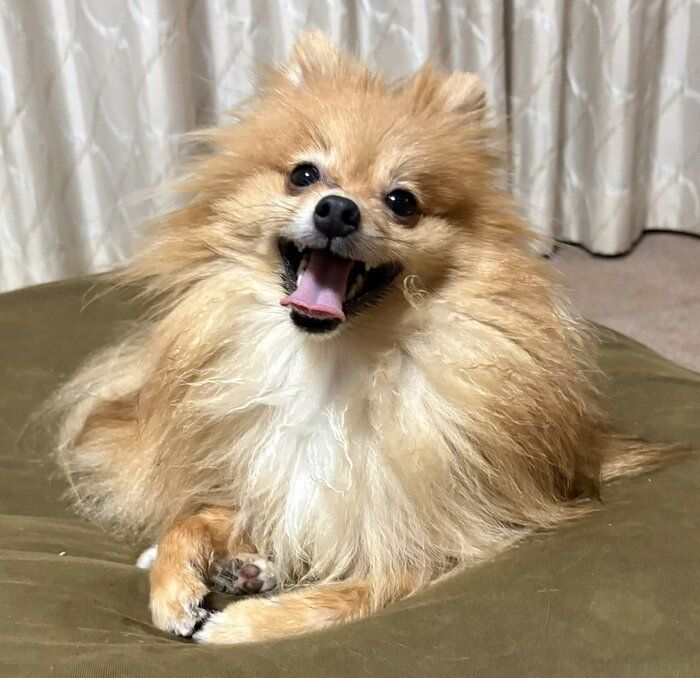 ニコニコ笑顔がかわいいポメラニアン
