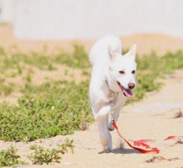 元保護犬・ルルちゃん