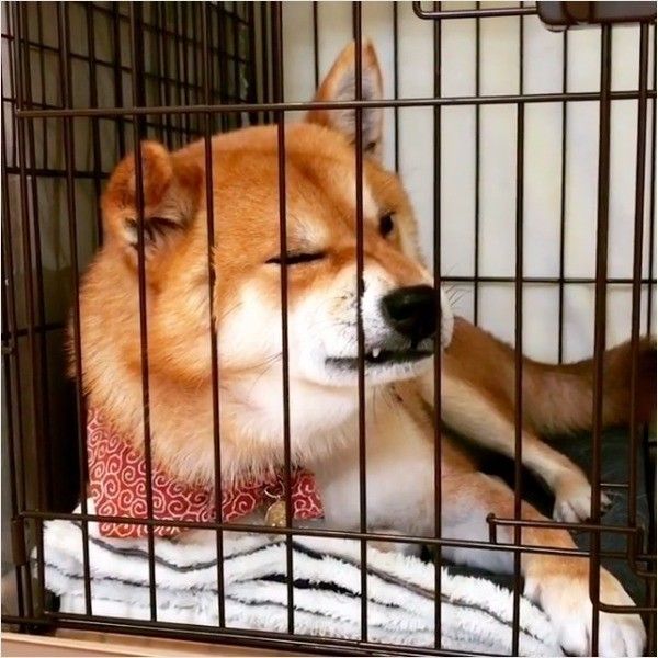 退屈ワンコ