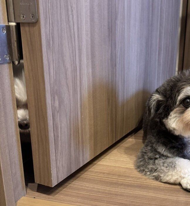 「こぷた」の愛称で親しまれている“姉犬”のぽにょちゃん(写真左)