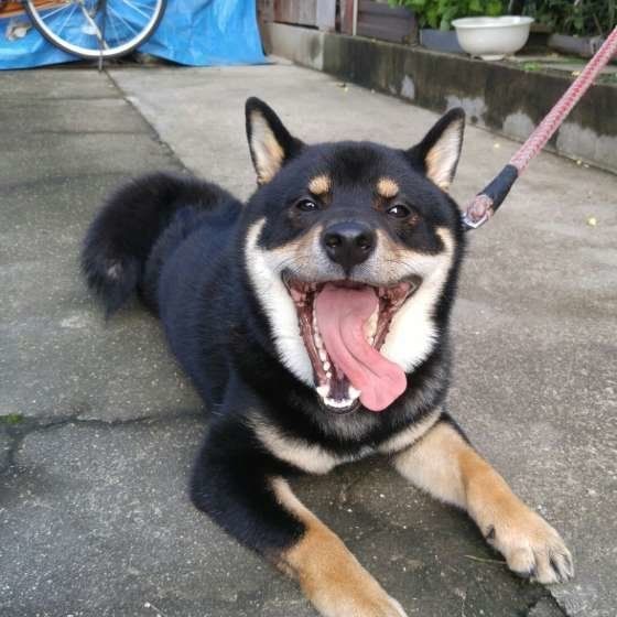 笑顔の犬