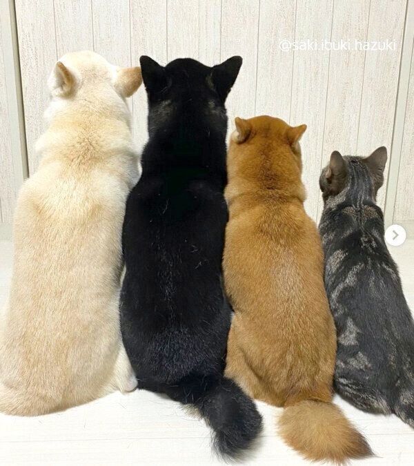 後頭部も可愛いいぶきちゃん、さきちゃん、はづきくん、キキくん