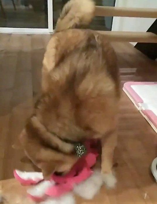 ぬいぐるみで遊ぶおにぎりちゃん