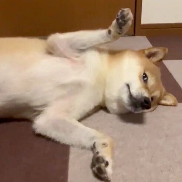 ブラッシングされる銀次くん