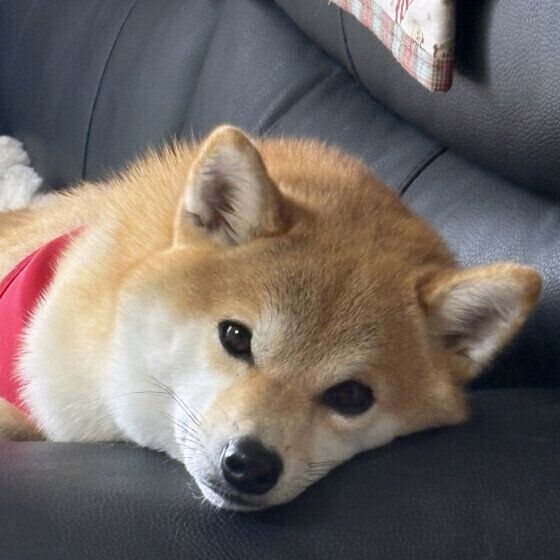 柴のいちちゃん