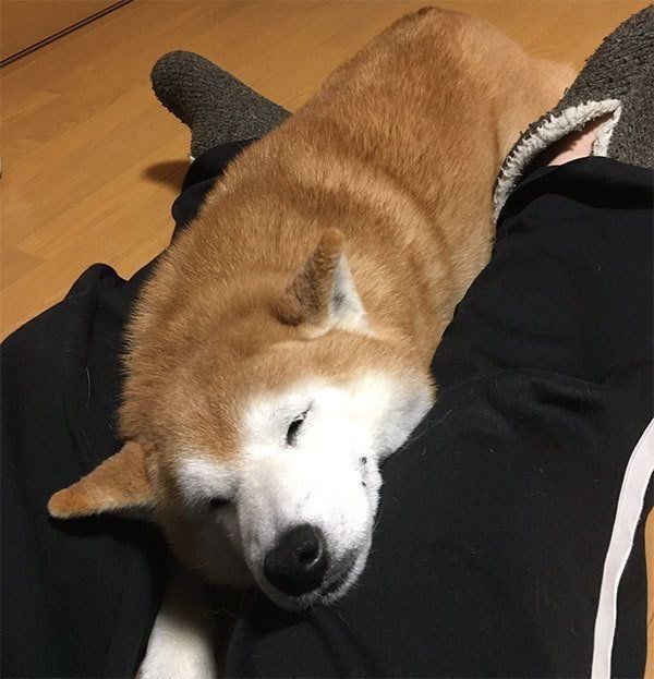 くつろぐロペさん