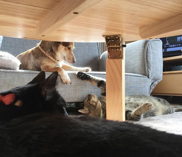 くつろぐ犬と猫