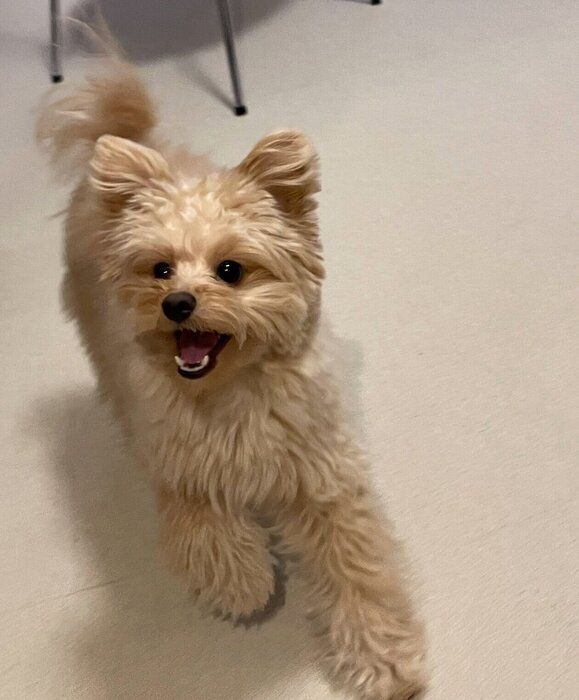 楽しそうなころもくん