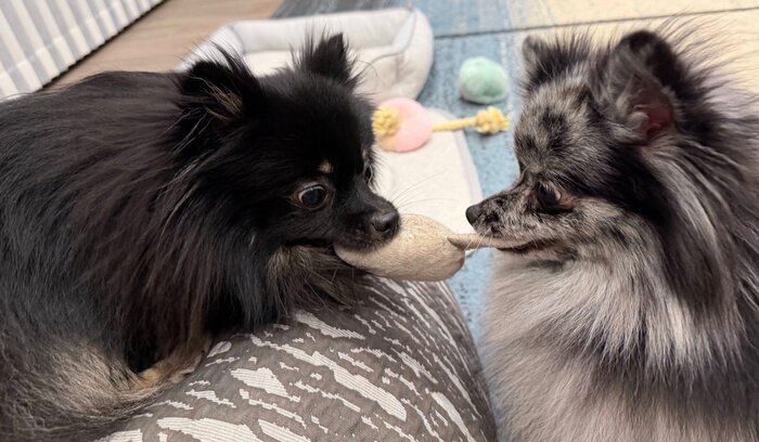 同じおもちゃで遊ぶひまわりちゃん、さくらちゃん