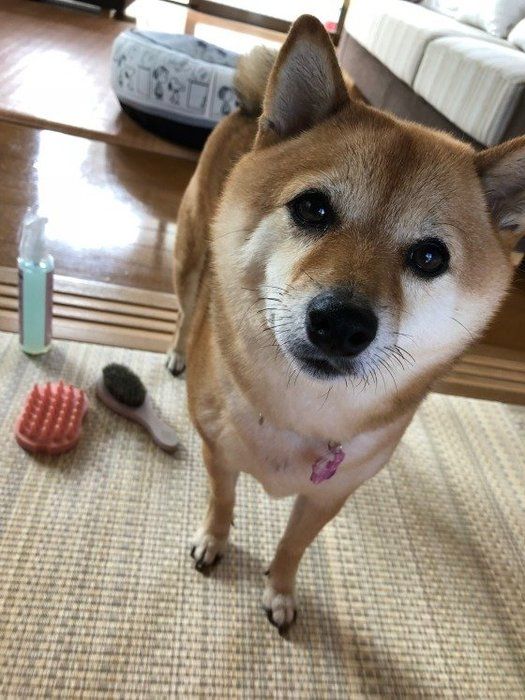 ブラッシング前のぼたんちゃん