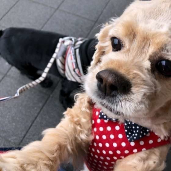飛びつく犬