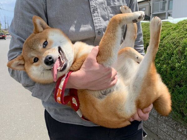 抱っこを要求するいそべくん
