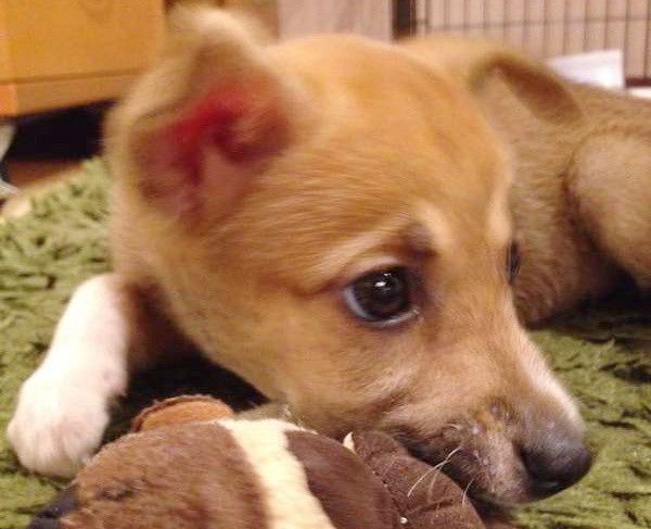 遊ぶ犬