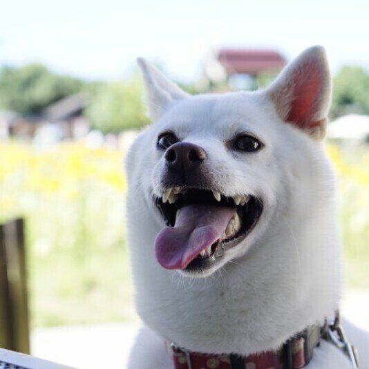笑う柴犬