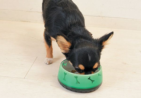 ゴハンを食べるチワワ