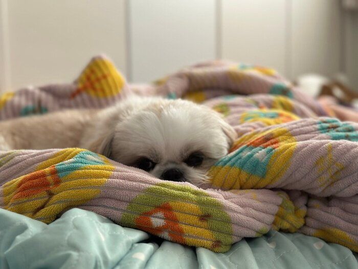 お布団と同化するシーズー