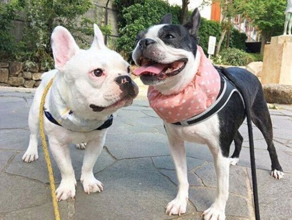 お散歩するぴこちゃん、ぽんちゃん