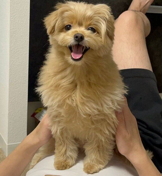 飼い主さんの上に乗って笑顔のおこめちゃん