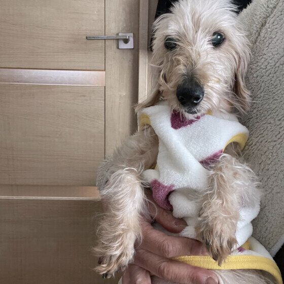  16才のシニア犬