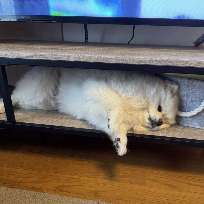 別の日の様子 この日は横になってリラックスしている