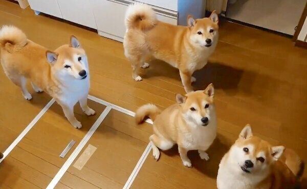飼い主さんに圧をかける柴犬一家