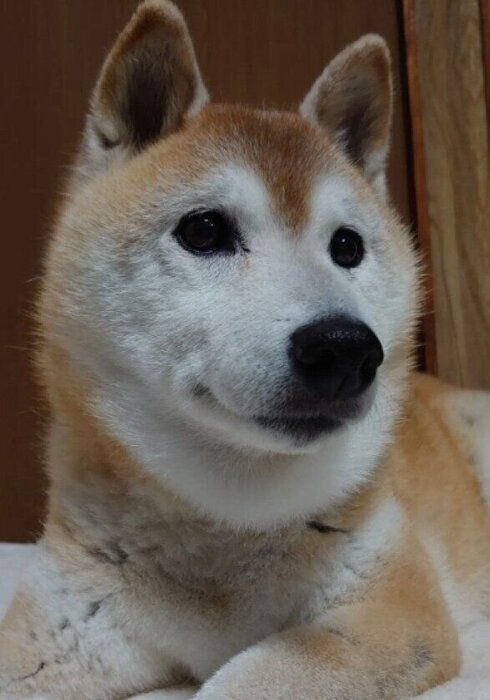 13才の柴犬