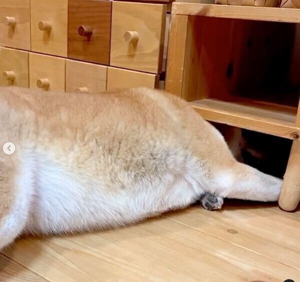 ボールを取りたいユクちゃん