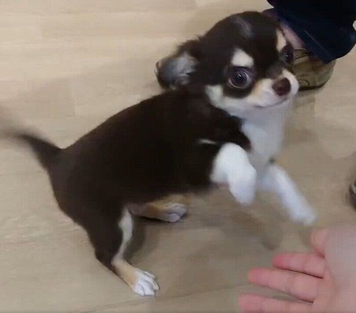 初めて出会った当時のチワワ