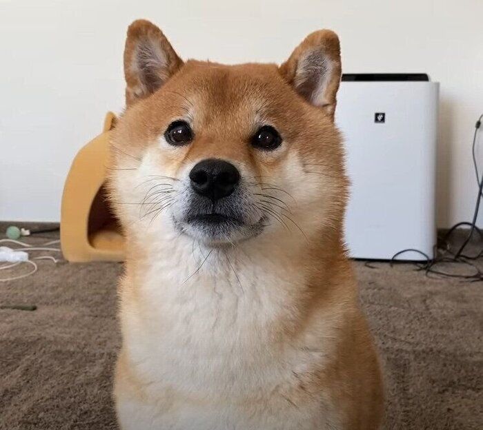 仕上がった犬