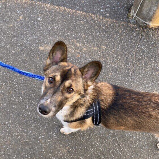 見つめるMix犬