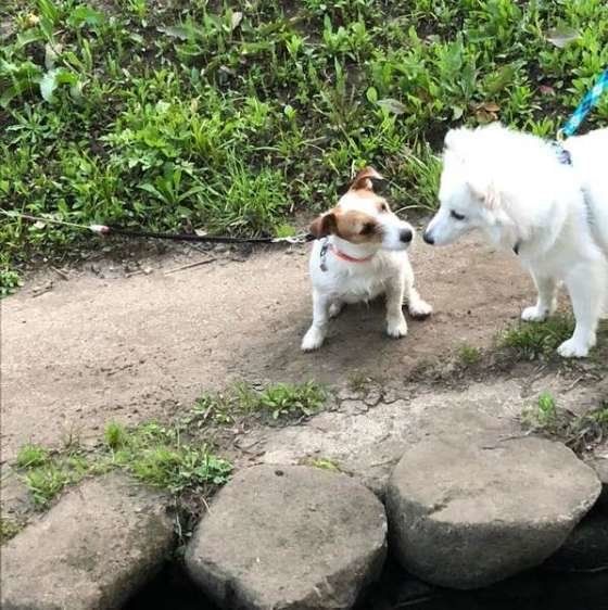 大きさの違う友達