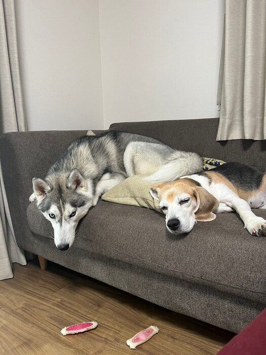 ���٥ꥢ�󡦥ϥ������ȥӡ�����