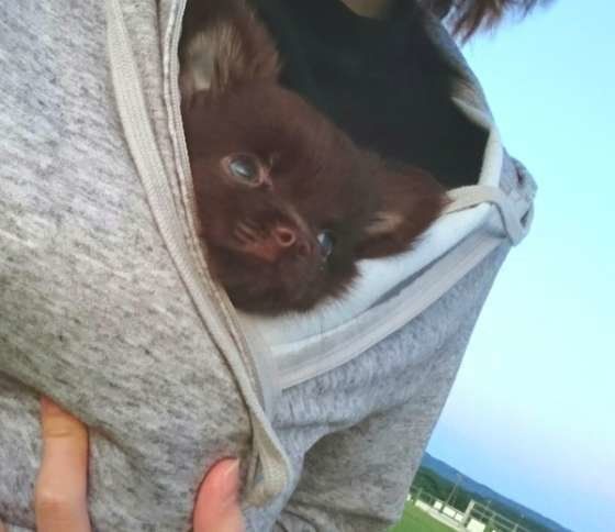 ぽんずちゃん